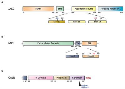 The Role of New Technologies in Myeloproliferative Neoplasms